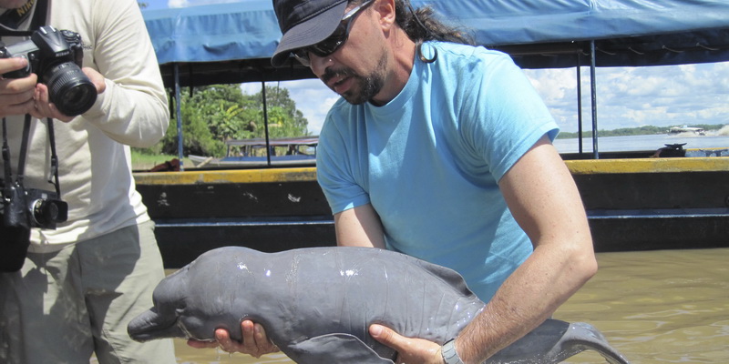 A river dolphin calf (©Fernando Trujillo / Fundacion Omacha)